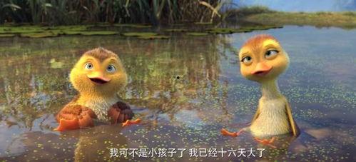 鸭子国产视频,鸭子的趣味生活大揭秘  第3张